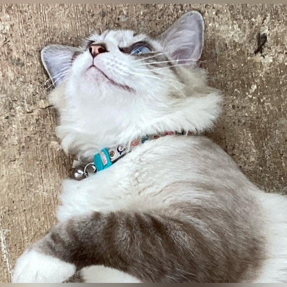 Meet the Posher - Picture 14 of 16